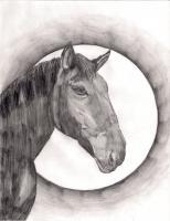 Animals - Dark Horse - Pencil And Paper